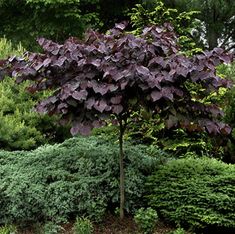 a purple tree in the middle of a garden