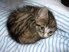 a kitten laying on top of a bed with the caption can i sleep with you? there is a bogeyman in my room