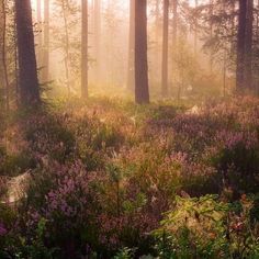 the sun shines through the trees and plants in the forest with purple flowers on the ground