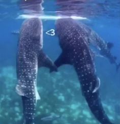 two large whale swimming next to each other in the ocean with numbers on their backs