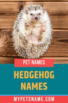 a hedgehog sitting on top of a wooden floor with the title pet names for hedgehog