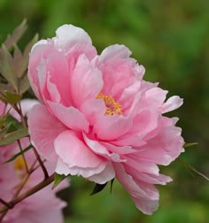 a pink flower is blooming in the garden