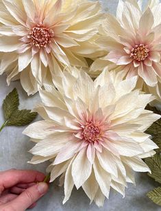 three large white flowers with green leaves on the top one being held by someone's hand