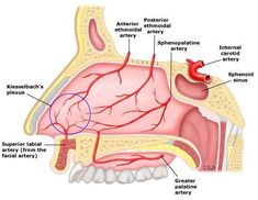 the anatomy of the human head and neck