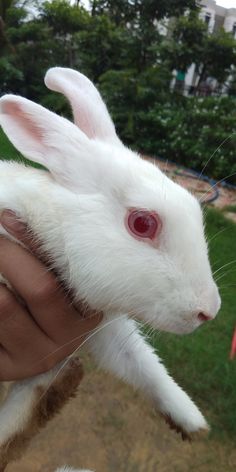 a person holding a small white rabbit in their hand and it's head up to the camera