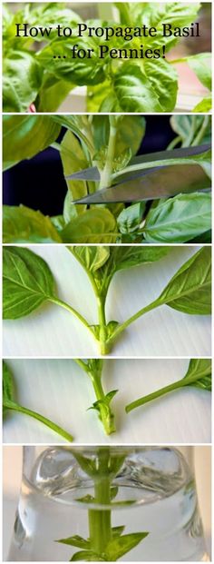 three images showing how to propagate basil for ferments in glass vases