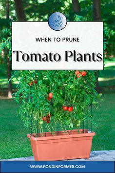 a potted tomato plant with the words when to prune tomato plants on it