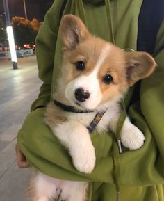 a person holding a small dog in their arms