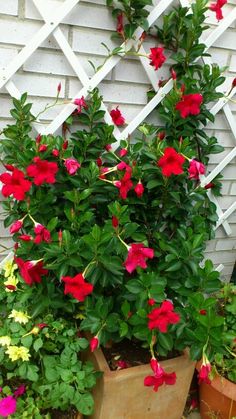 red and yellow flowers are growing out of a potted plant in front of a white fence