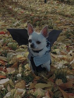 a small white dog wearing a blue sweater and black wings sits in leaves on the ground