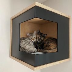 two cats are laying in a cat house