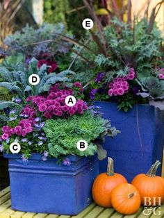 three blue planters filled with different types of flowers