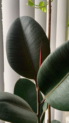 a plant with green leaves in front of a white wall and window behind the blinds