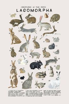 an animal poster with different types of rabbits