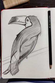 a drawing of a toucan sitting on top of a book next to a pencil