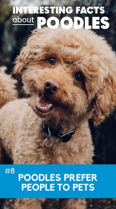 a poodle dog with the title interesting fact about poodles 8 poodles prefer people to pets