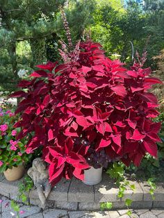 a large potted plant with red leaves and purple flowers in the foreground, next to a brick walkway