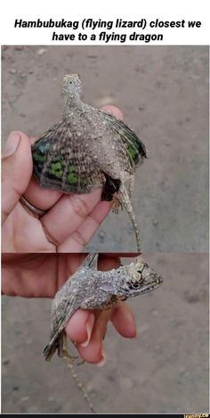 two pictures of a small lizard being held in someone's hand with the caption hambuking flying lizard closest we have to a flying dragon