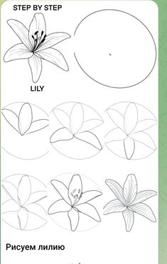 step by step instructions to learn how to draw flowers and lilyes in russian language