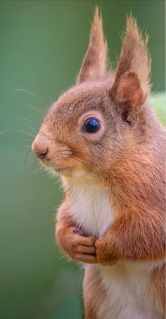 a close up of a squirrel with its arms crossed and eyes wide open, looking at the camera