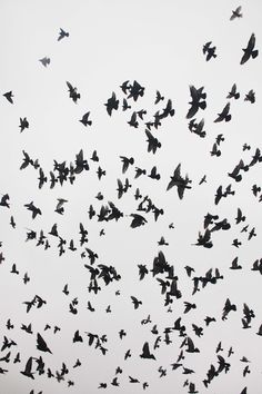 a flock of birds flying in the sky