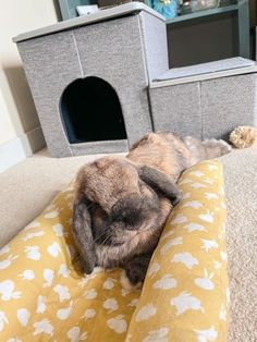 a rabbit is laying on the couch in front of a cat house with its eyes closed