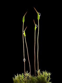 two green plants with long stems sticking out of it's center, in front of a black background