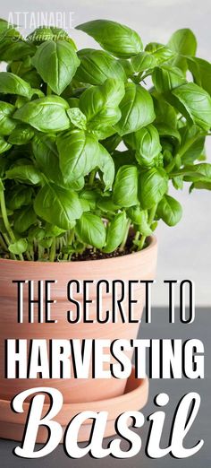 a potted basil plant with text overlay reading the secret to harvesting basil