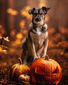 a dog sitting on top of a pumpkin next to two carved jack - o'- lanterns