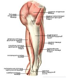 the muscles are labeled in this diagram