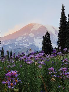 purple flowers in the foreground with a snow - capped mountain in the back ground