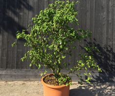 a small tree in a pot on the ground