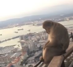 a monkey sitting on top of a wooden bench looking out over a city and river