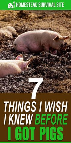 two pigs laying in the dirt with text that reads 7 things i wish i knew before i got pigs