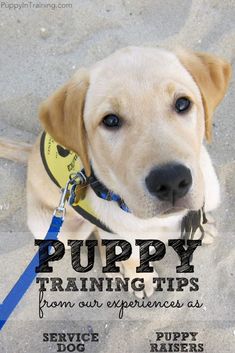 a puppy is looking up at the camera while wearing a service dog collar and leash