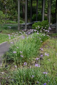 purple flowers are growing on the side of a path in a park with benches and trees