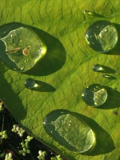 water droplets on a green leaf with white flowers in the foreground and sunlight shining through it