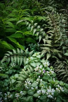 some green plants and white flowers are in the grass near bushes, ferns and other greenery