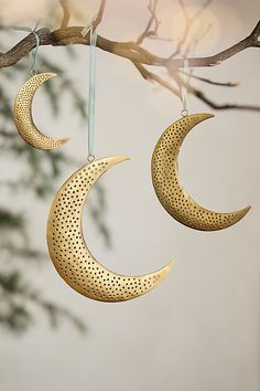 two gold crescents hanging from a tree branch