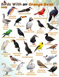 the birds with an orange beak are shown in this poster, which includes different kinds of birds