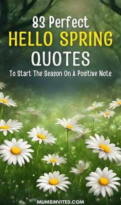 the words hello spring quotes to start the season on a positive note with daisies