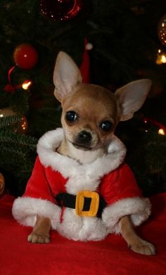 a small chihuahua dog dressed up as santa clause sitting in front of a christmas tree