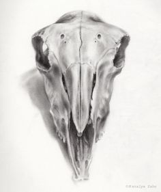 a pencil drawing of a cow's skull