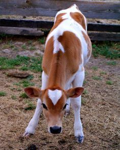 a brown and white cow standing on top of a dry grass covered field next to a wooden fence