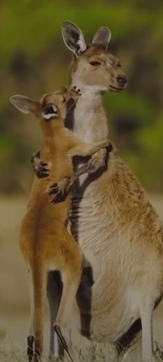 two kangaroos are standing next to each other in the grass and one is holding its baby