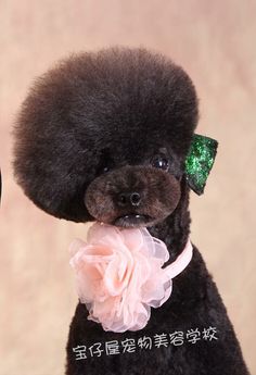 a small black poodle with a pink flower on its collar and green sequins