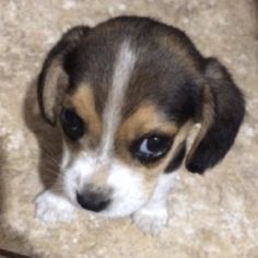 a small puppy is sitting on the floor looking at something with its eyes wide open