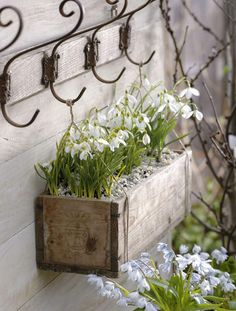 some white flowers are in a wooden box on a wall with metal brackets and hooks