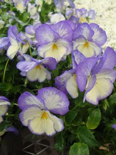 purple and white pansies in a pot on the ground