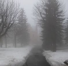 a foggy street lined with trees and snow